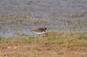 Corriol gros (Charadrius hiaticula)