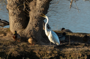 Agró blanc ( Ardea alba )