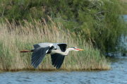 Bernat pescaire ( Ardea cinerea )