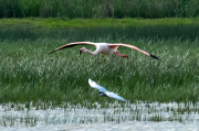 Flamenc ( Phoenicopterus ruber) i Fumarell carablanc.