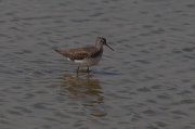 Xivita (Tringa ochropus)
