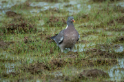 Tudó (Columba palumbus)