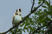 Cadernera (Carduelis carduelis)