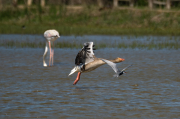 Flamenc ( Phoenicopterus ruber),  Oca vulgar (Anser anser) i  Fumarell carablanc ( Chlydonias hybridus )