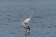 Bernat pescaire ( Ardea cinerea ),Agró blanc ( Ardea alba )