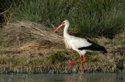 Cigonya ( Ciconia ciconia )