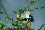 Cigonya ( Ciconia ciconia )