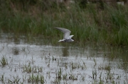 Fumarell carablanc (Chlydonias hybridus)