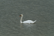 Cigne mut ( Cygnus olor )