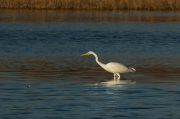 Agró blanc ( Ardea alba )