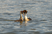 Cabussó emplomallat (Podiceps cristatus)