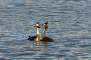 Cabussó emplomallat (Podiceps cristatus)