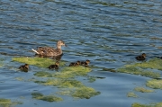 Ànec collverd (Anas platyrhynchos)