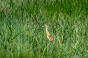 Martinet ros ( Ardeola ralloides )