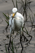 Esplugabous (Bubulcus ibis)