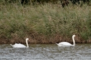 Cigne mut ( Cygnus olor )