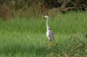 Bernat pescaire ( Ardea cinerea )