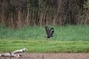 Aligot comú ( Buteo buteo )