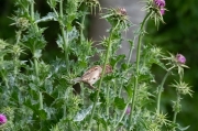 Pardal comú (Passer domesticus)