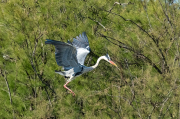 Bernat pescaire ( Ardea cinerea )