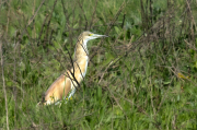 Martinet ros (Ardeola ralloides)
