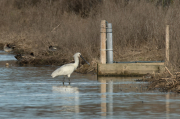 Bec Planer (Platalea leucorodia)