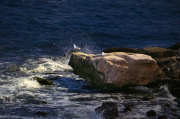 Gavià argentat ( Larus michahellis )