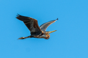 Agró roig ( Ardea purpurea )