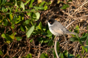 Tallarol capnegre (Sylvia melanocephala)