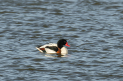 Ànec blanc (Tadorna tadorna)