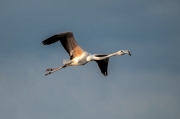 Flamenc ( Phoenicopterus ruber )