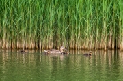 Ànec collverd (Anas platyrhynchos)