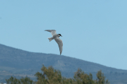 Fumarell carablanc ( Chlydonias hybridus )