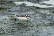 Corriol petit (Charadrius dubius)