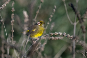 Verdum (Carduelis chloris)