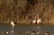 Flamenc ( Phoenicopterus ruber)