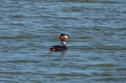 Cabussó emplomallat (Podiceps cristatus)