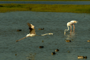 Flamenc ( Phoenicopterus ruber)