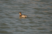 Cabusset ( Tachybaptus ruficollis )