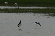 Cames llargues (Himantopus himantopus)