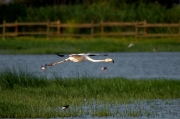 Flamenc (Phoenicopterus ruber)