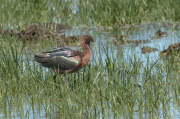 Capó reial ( Plegadis falcinellus )