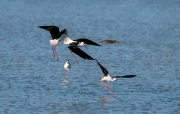 Cames llargues (Himantopus himantopus)