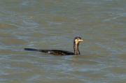 Corb marí ( Phalacrocorax carbon )