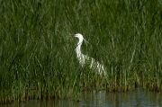 Martinet blanc (Egretta garzetta)