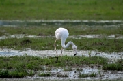 Flamenc (Phoenicopterus ruber)