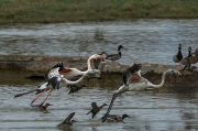 Flamenc ( Phoenicopterus ruber)