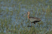 Capó reial ( Plegadis falcinellus )