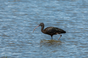 Capó reial ( Plegadis falcinellus )