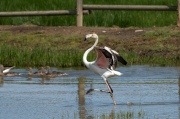 Flamenc ( Phoenicopterus ruber)